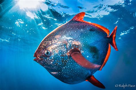 Opah .